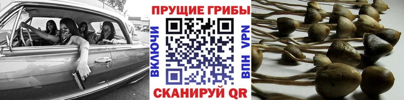 Галлюциногенные грибы Magic Shrooms  мега ССЫЛКА  Купино 